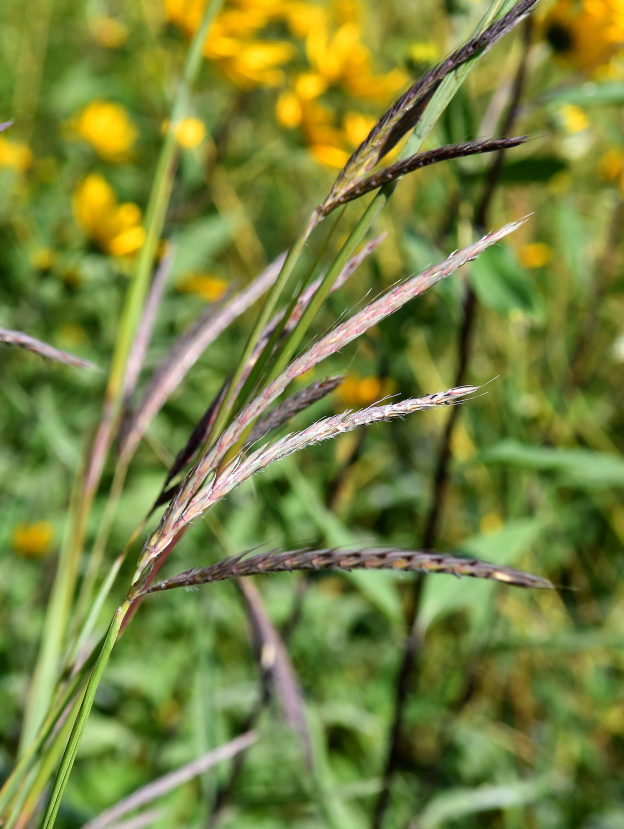 Davenport Fairmount Cemetery prairie